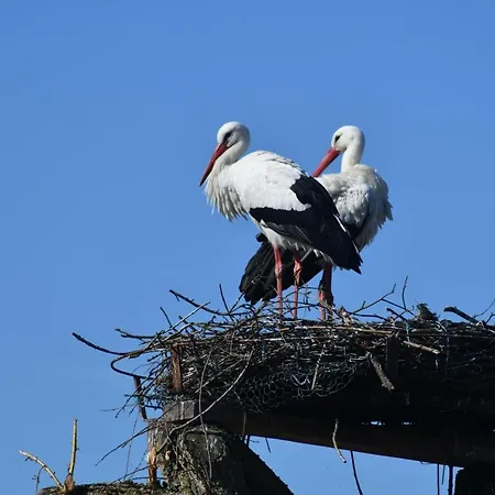 Storchennest Apartment Bad Rothenfelde